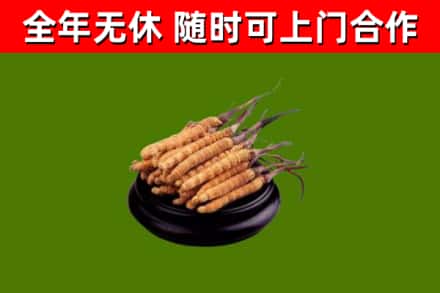 黑河市回收散虫草